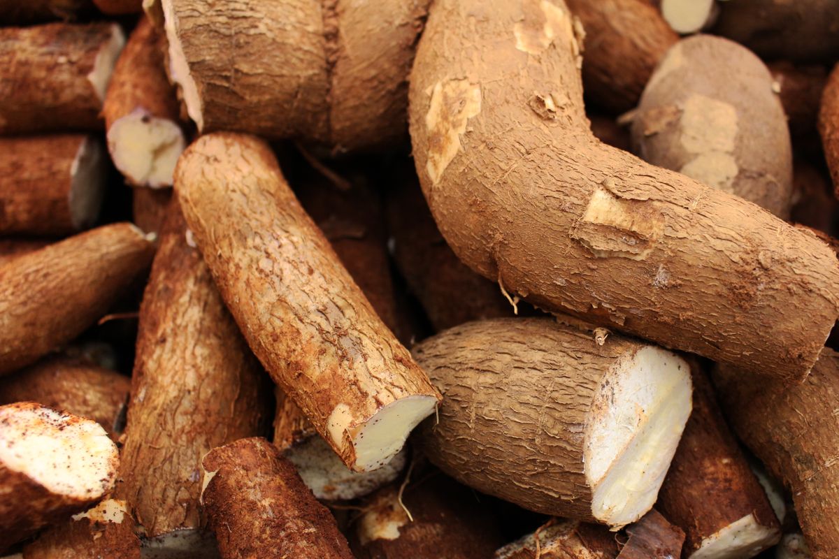 Cassava tubers