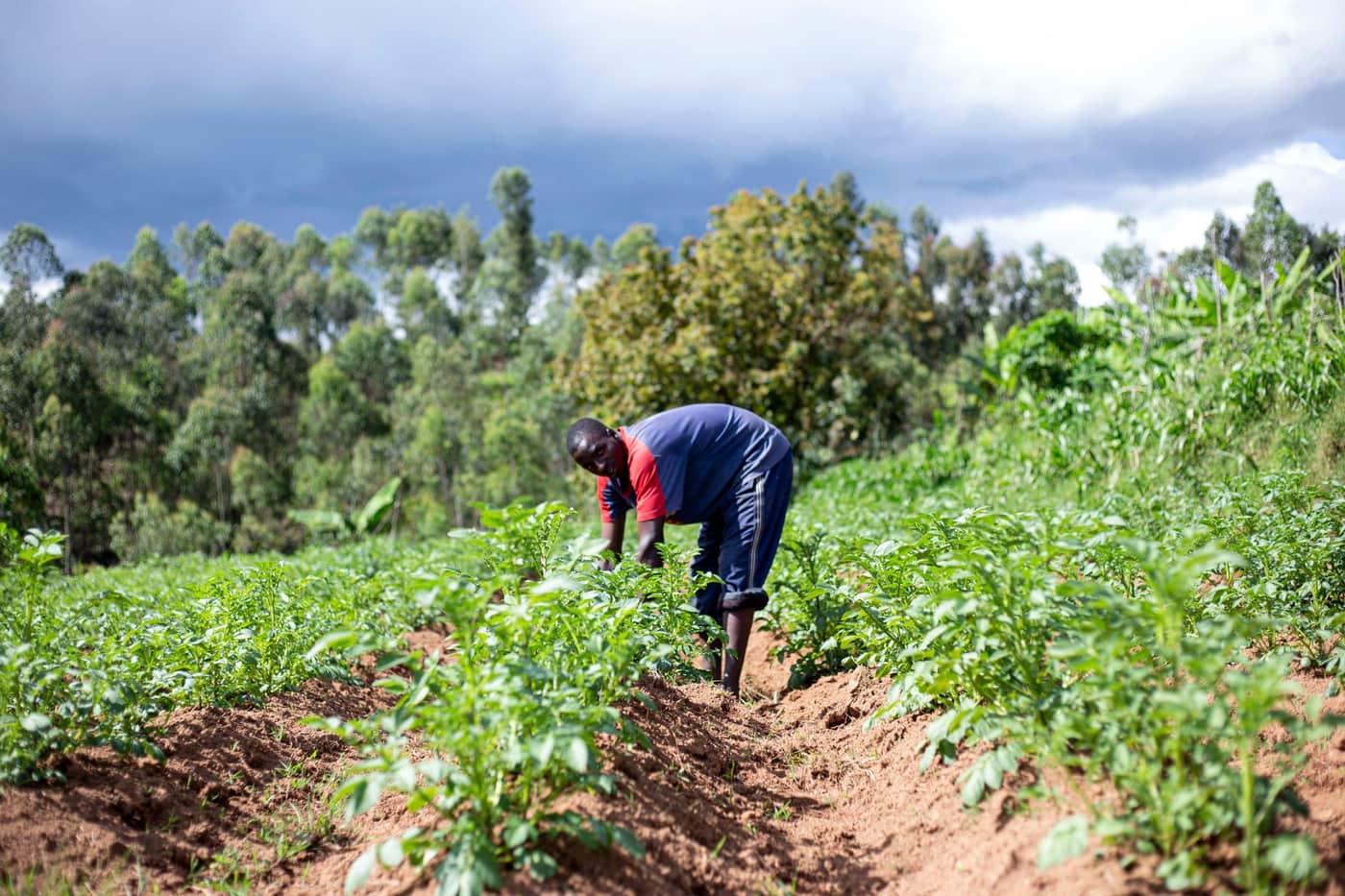 Farmer in the field
