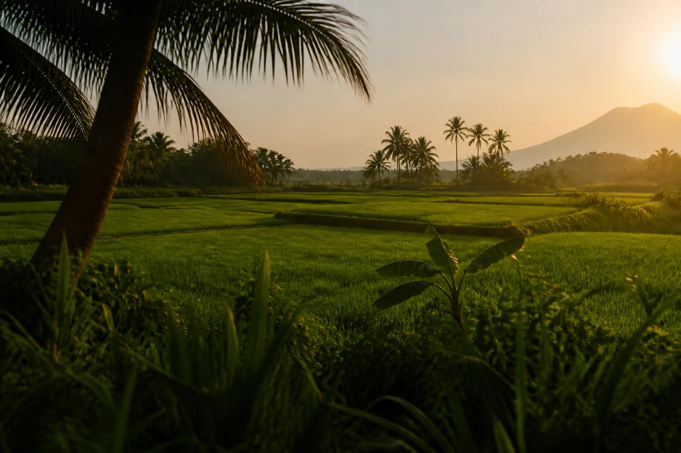 Agricultural landscape at harvest light