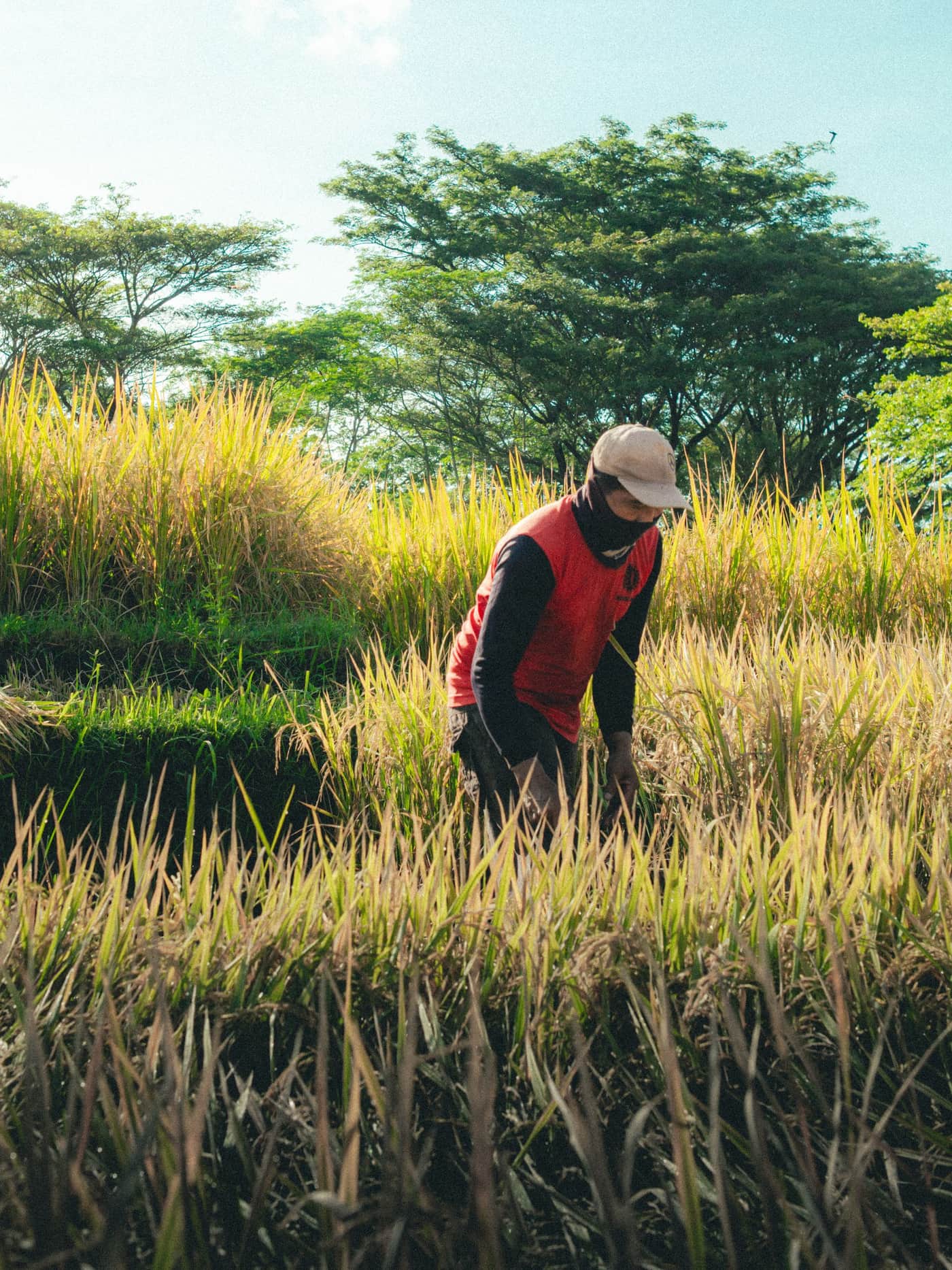 Nigerian rice field at golden hour